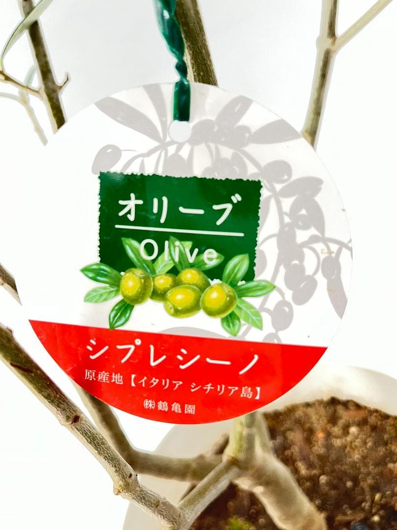 オリーブの木　シプレシーノ　約170cm　NO.1954　大型　現品掲載　古木