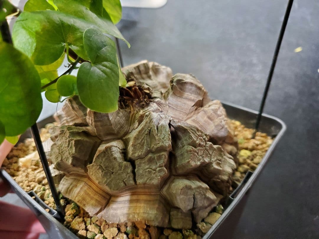 アフリカ亀甲竜 特大18cm 現地球 亀甲 良型 鉢付き
