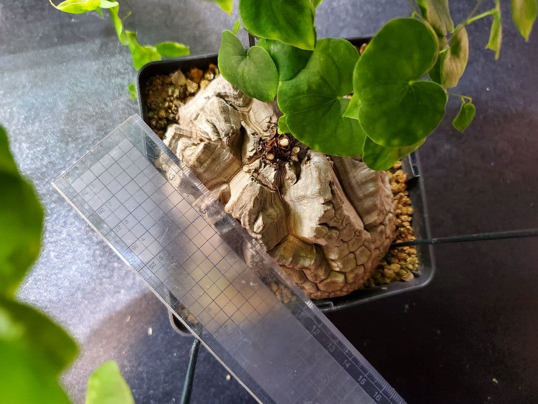 アフリカ亀甲竜 特大18cm 現地球 亀甲 良型 鉢付き