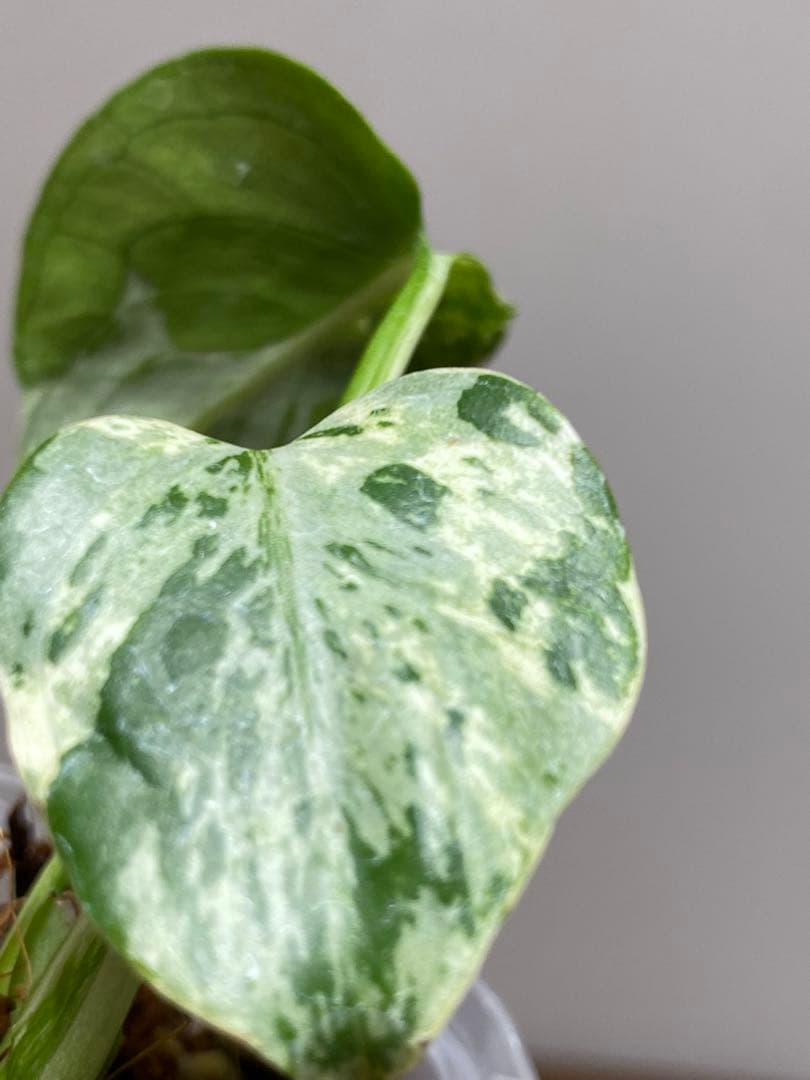 ①【全葉斑入り‼️】モンステラ　デリシオーサ　バルバソー　フシギダネ/ベトシオーサ