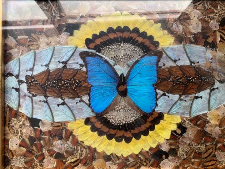 【２点購入で20%オフ】 蝶々　額装