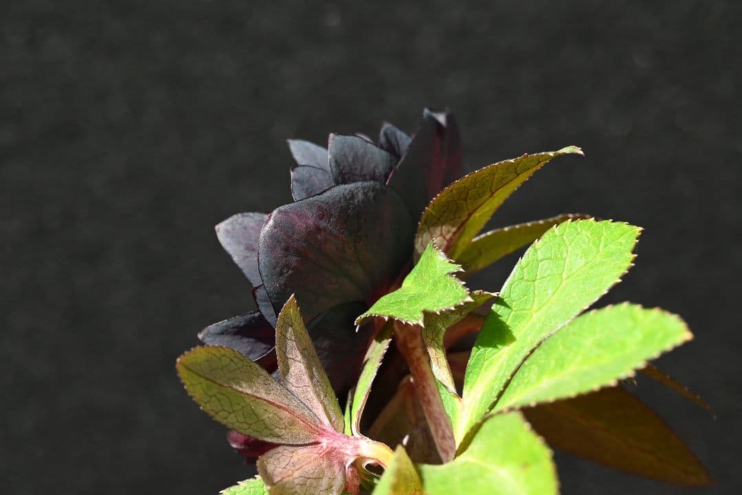 クリスマスローズ　認定ブラックゴールド　加藤農園