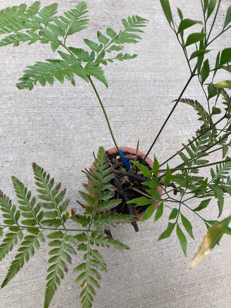 超レア　ボウェニア　セルラータ実生　シノブとの混合鉢　Bowenia サイカス