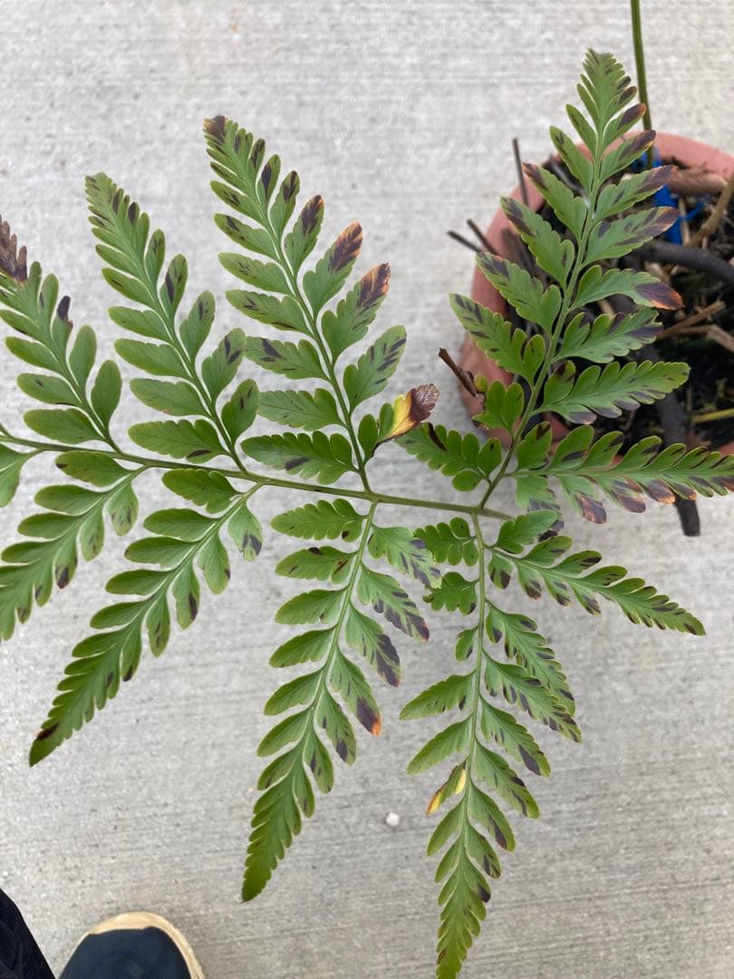 超レア　ボウェニア　セルラータ実生　シノブとの混合鉢　Bowenia サイカス