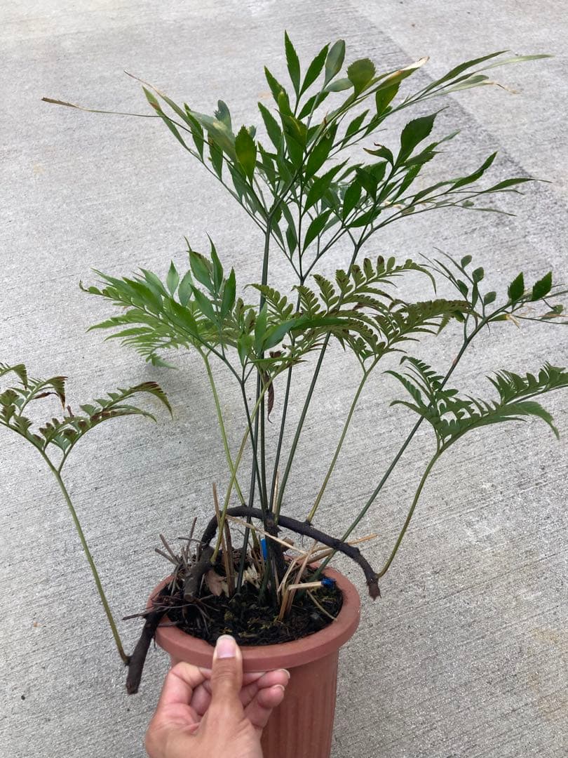 超レア　ボウェニア　セルラータ実生　シノブとの混合鉢　Bowenia サイカス