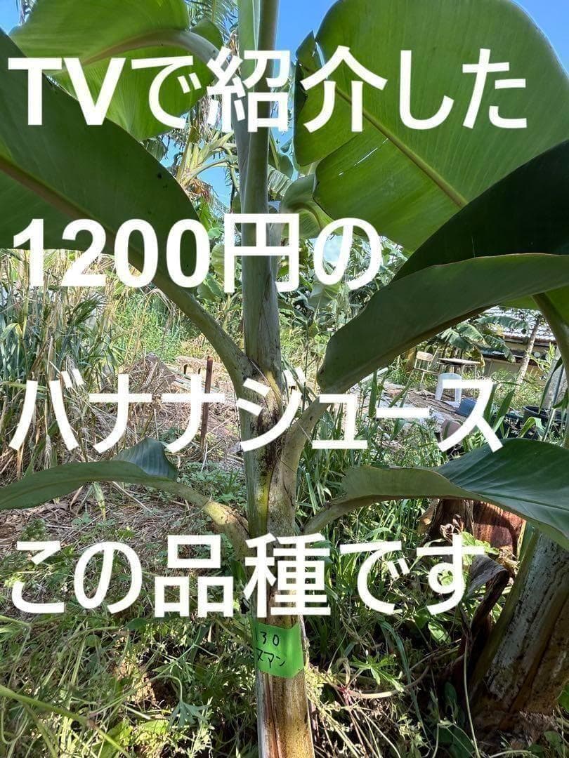 TVで話題の絶対糖度◆200cm巨大苗◆ドワーフ・ヌアンジュンバナナ◆準親株低木