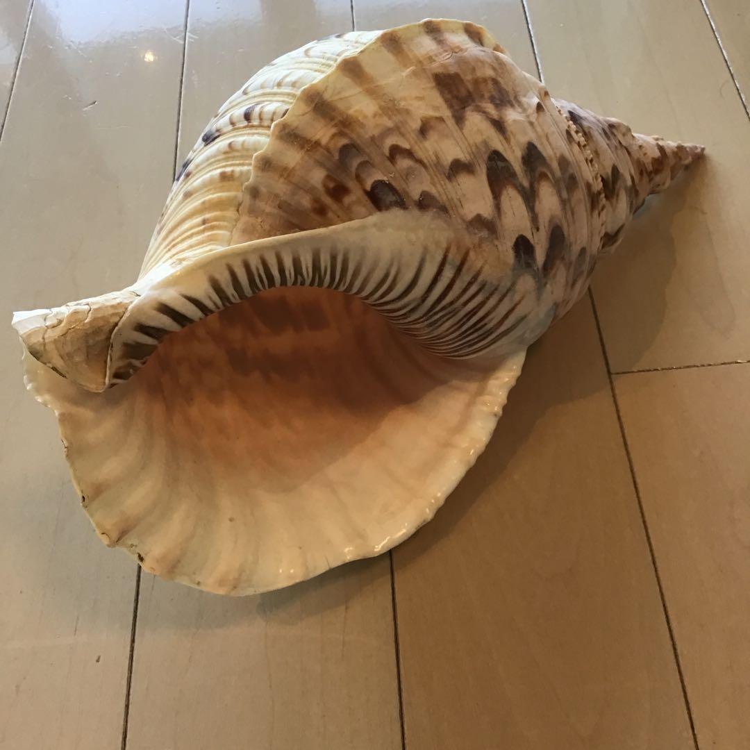 法螺貝 魔除け インテリア オブジェ 約 35センチ