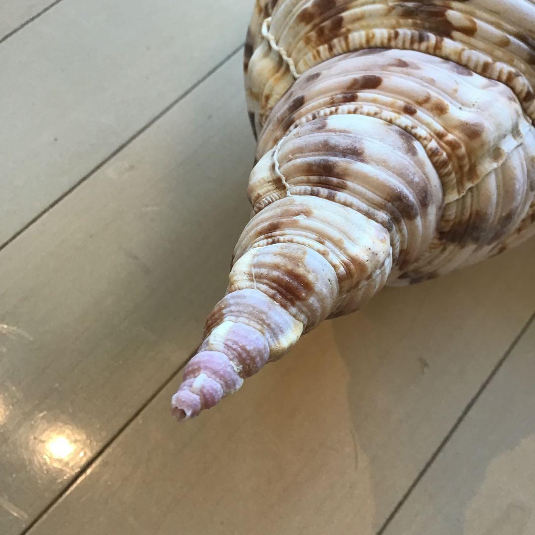 法螺貝 魔除け インテリア オブジェ 約 35センチ