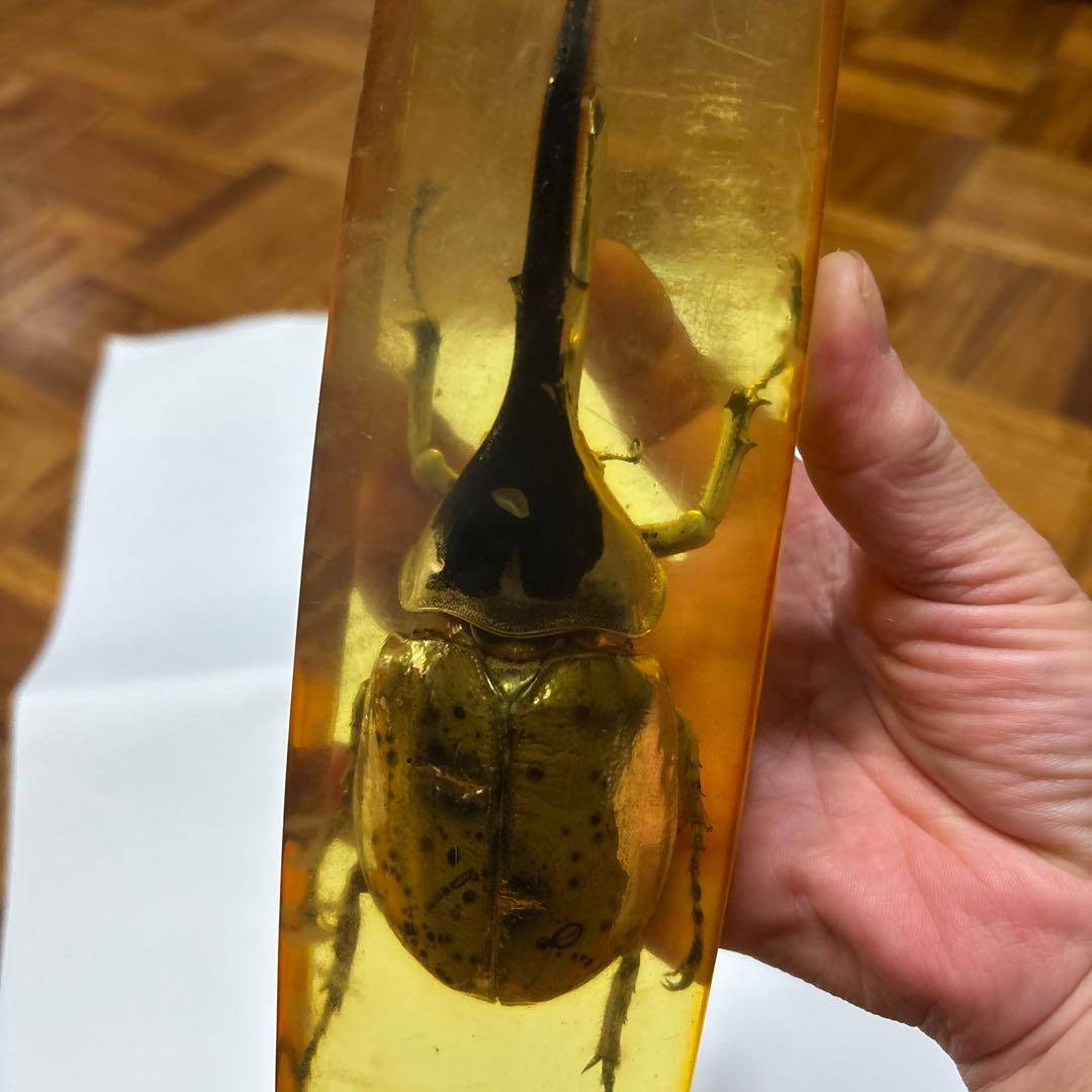 ヘラクレスオオカブト　標本　琥珀樹脂