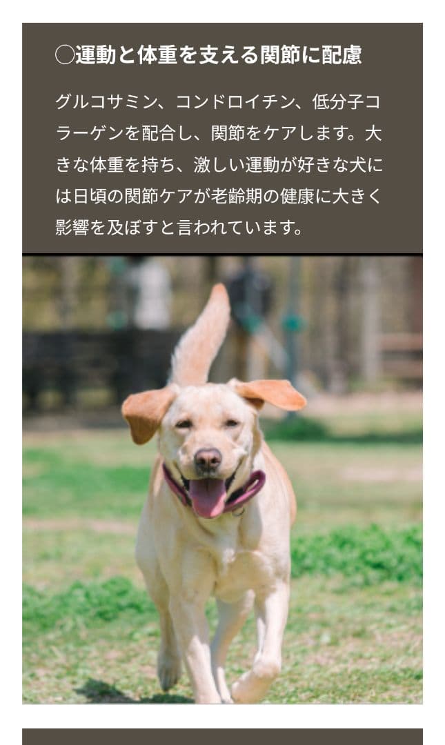 ボディバランス エイジングサポート ドッグフード【10kg／新品未開封】