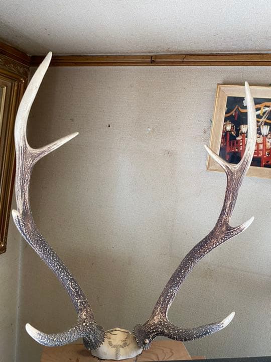 五葉山　ニホンジカの角