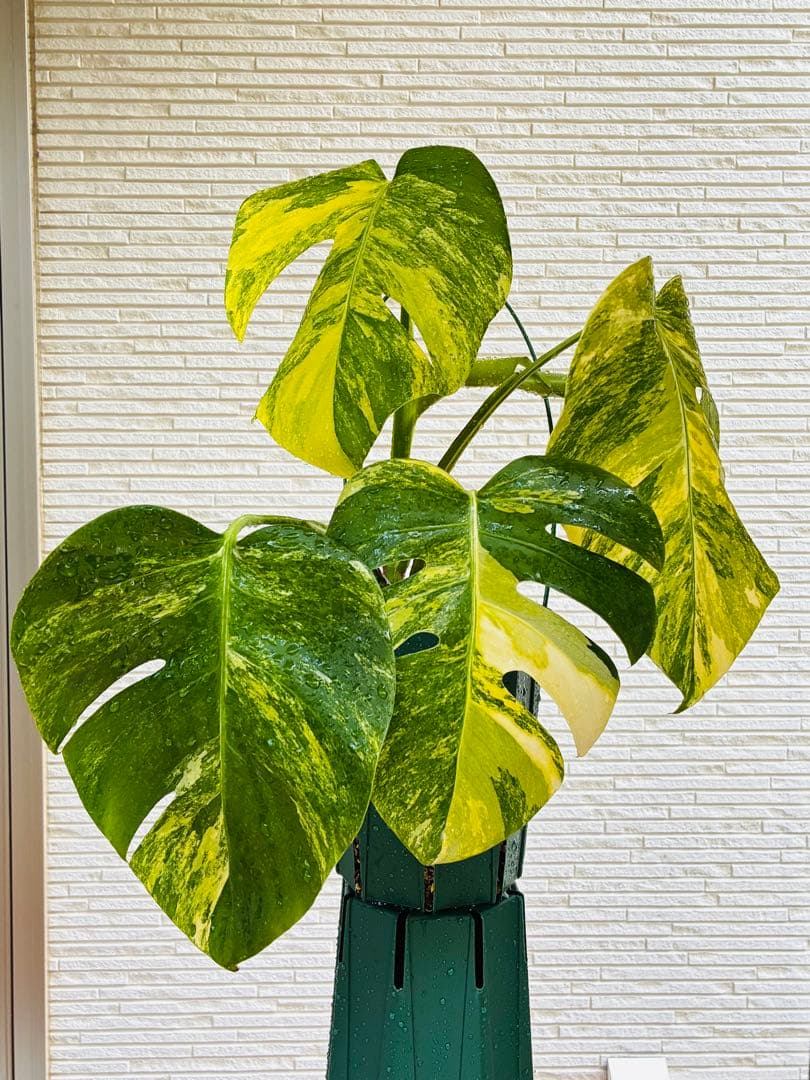 【超希少美斑】モンステラ　ボルシギアナ　オーレア　黄斑入り