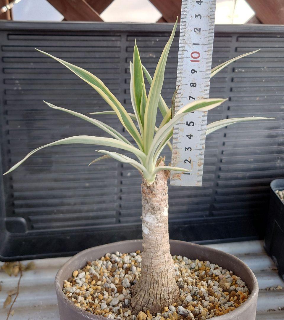 ユッカ　エレファンティペス　ホワイトエンペラー　プレミアムホワイト