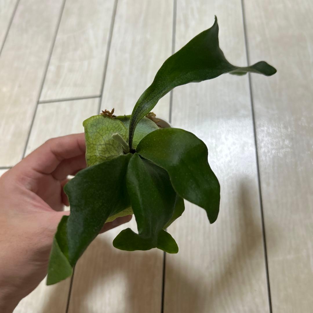 HAS.AR spore ビカクシダ　①