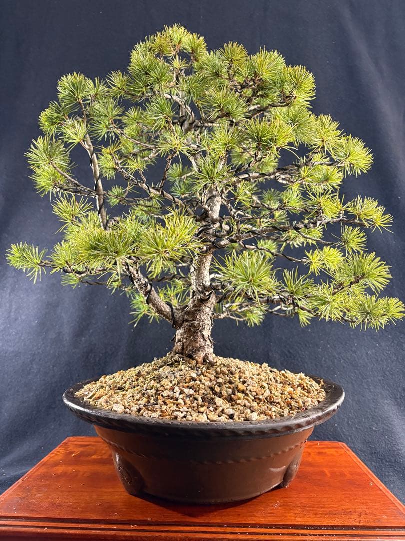 中品盆栽、赤石五葉松、双幹作り 目立った傷や汚れなし