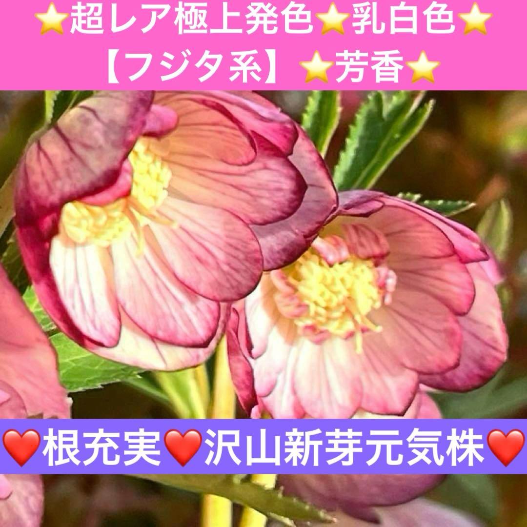 ま*️様 ❤️根充実❤️沢山新芽元気株❤️604⭐️超レア極上発色⭐️乳白色 【