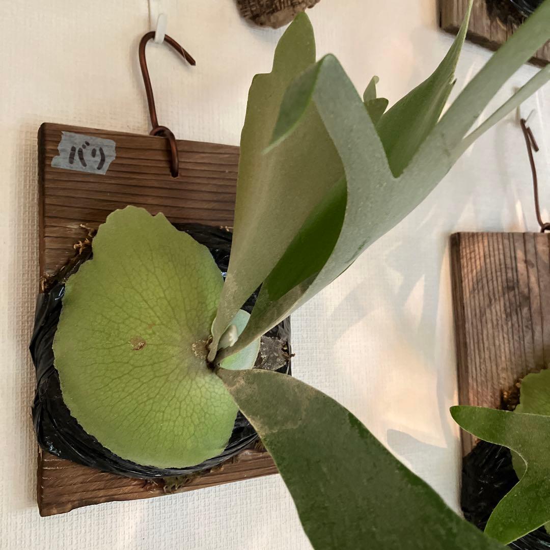 【たーくん】ビカクシダ ①