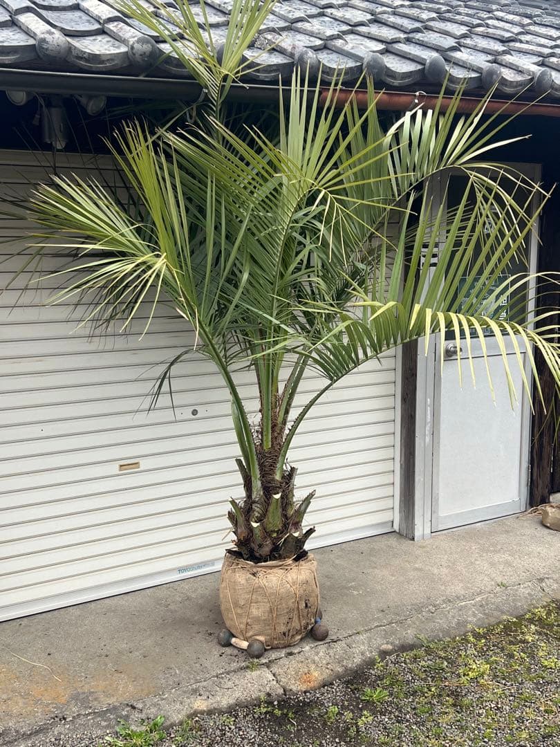 Yaggys　ココスヤシ　シルバーリーフ　ヤシの木　送料込み価格