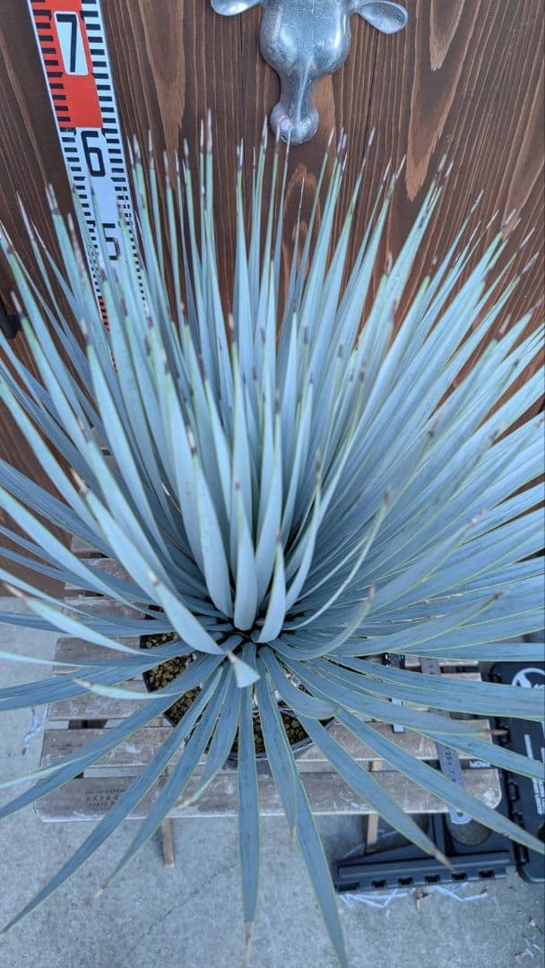 ハイブリッドユッカ マルデヌベス ロストラータ