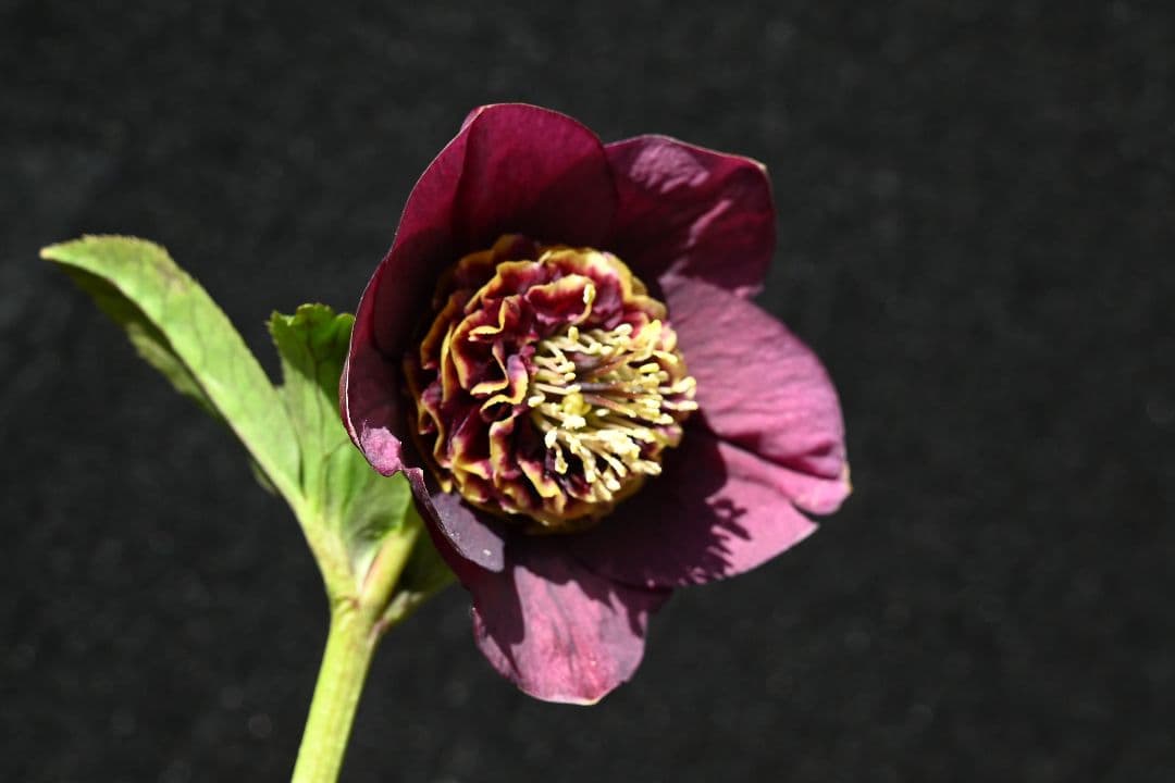 クリスマスローズ　認定アンティークモーリー　加藤農園