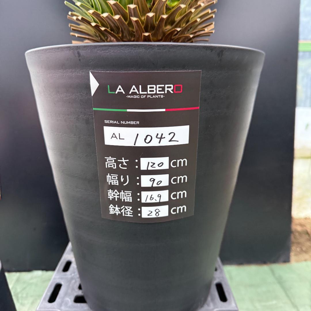 【AL1042】ユッカ　ロストラータ　ランチョブルー　数量限定販売