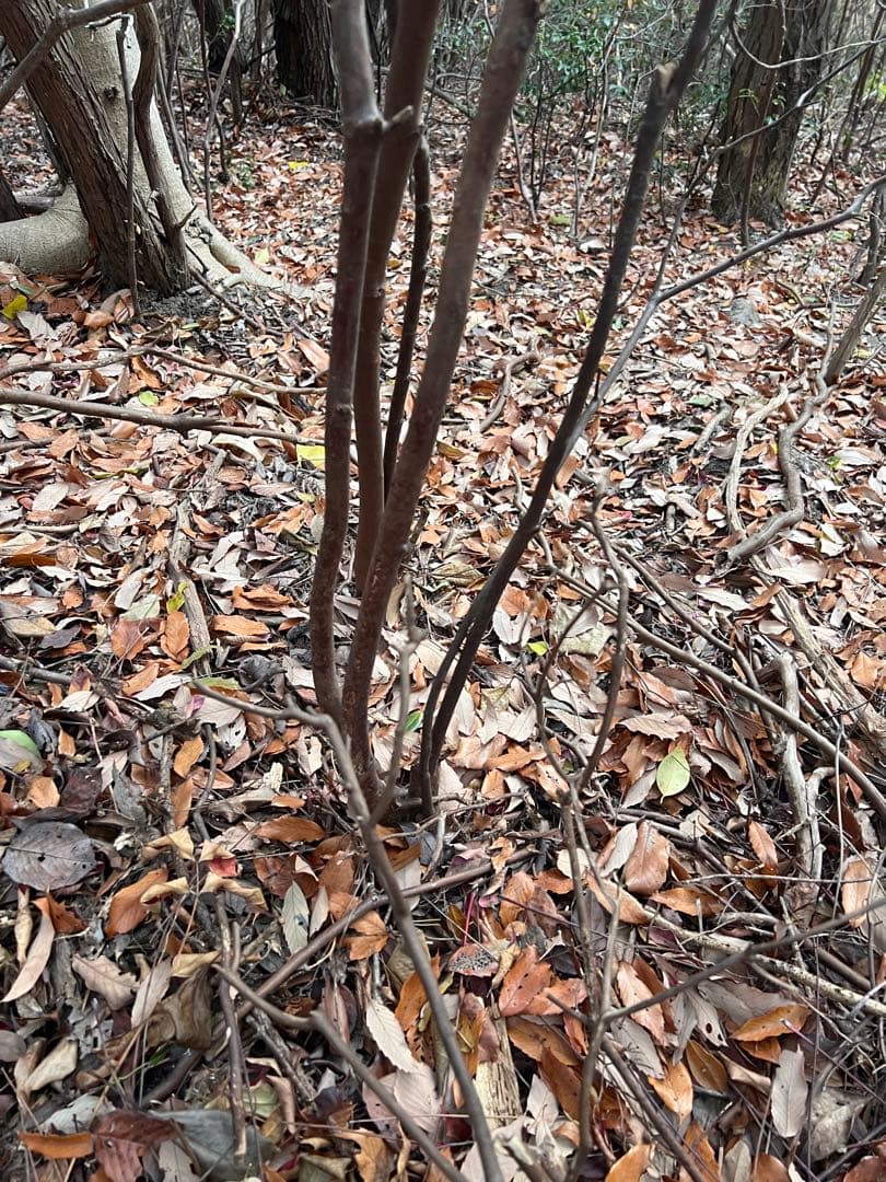 現品　ミツバツツジ　自然樹形　株立　2mほど　山採り 004
