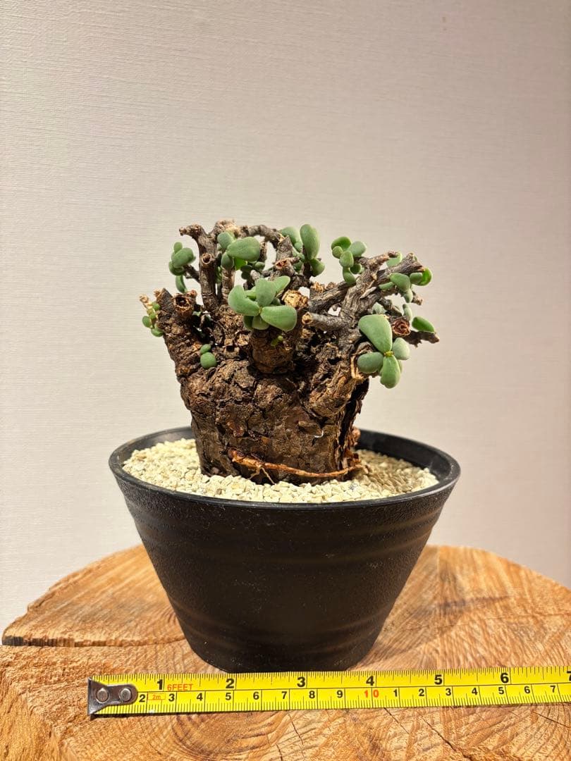 良型　発根済　ケラリア　ピグマエア　塊根植物