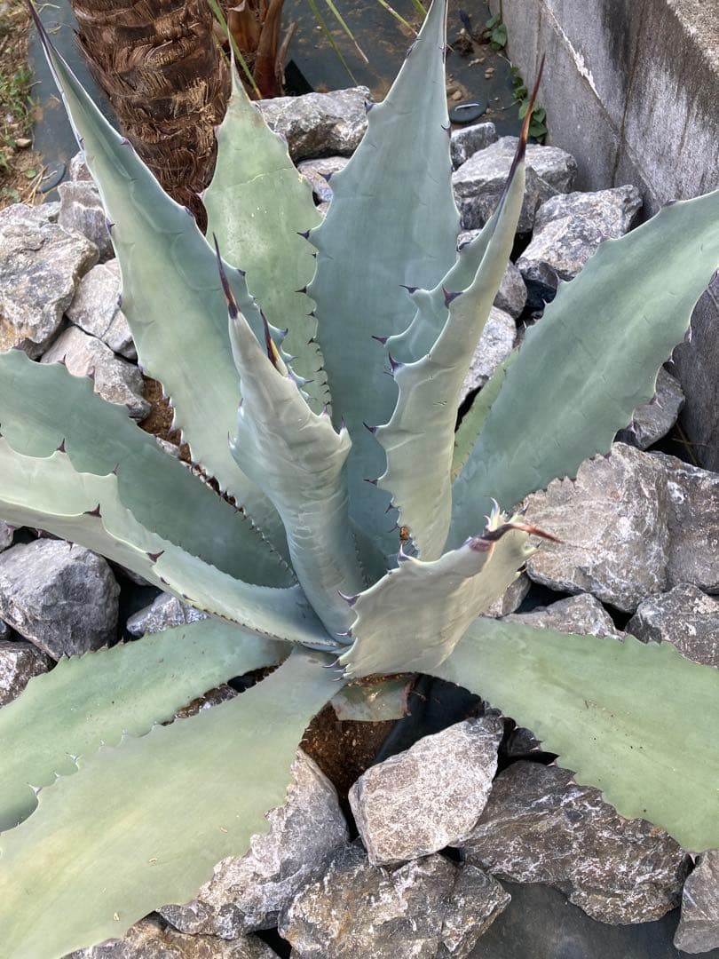 引き取り　割栗石400kg〜◇ロックガーデン　ドライガーデン　アガベみかも石